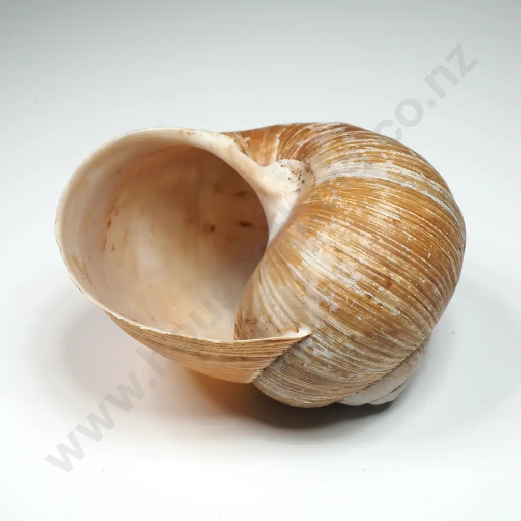 Collection of Eight Snail Shells Image 1++