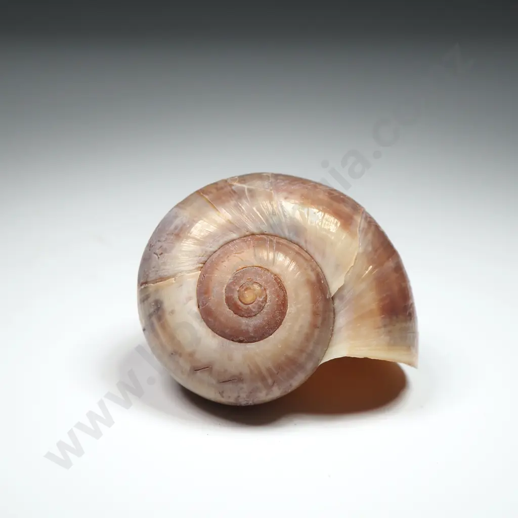 Collection of Eight Snail Shells Image 1++