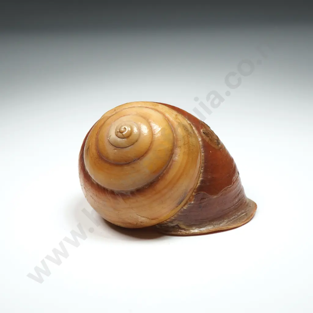 Collection of Eight Snail Shells Image 1++
