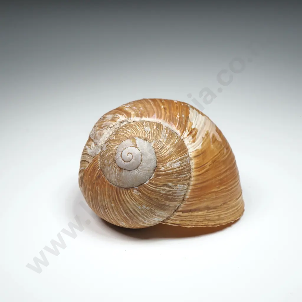 Collection of Eight Snail Shells Image 1++