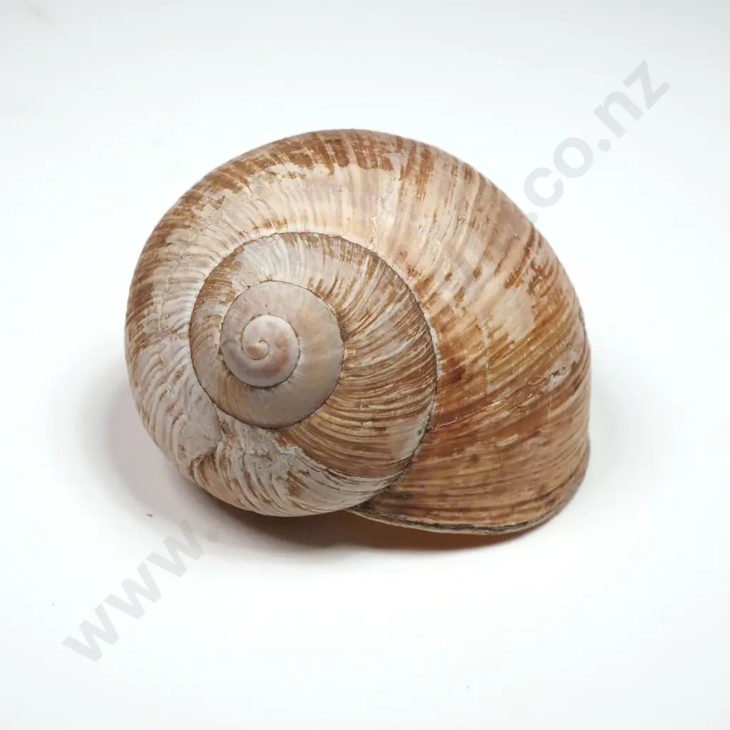 Collection of Eight Snail Shells Image 1++