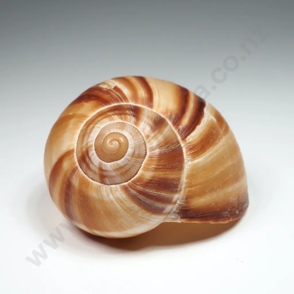 Collection of Eight Snail Shells Image 1++