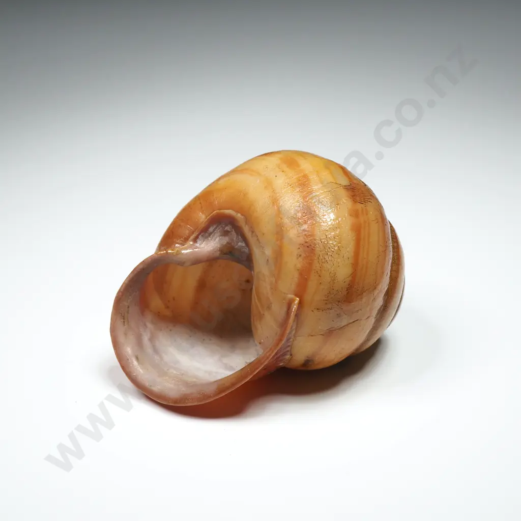 Collection of Eight Snail Shells Image 1++