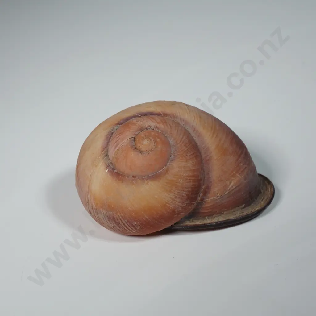 Collection of Eleven Snail Shells & One  Pila Ampullaria Shell Image 1++
