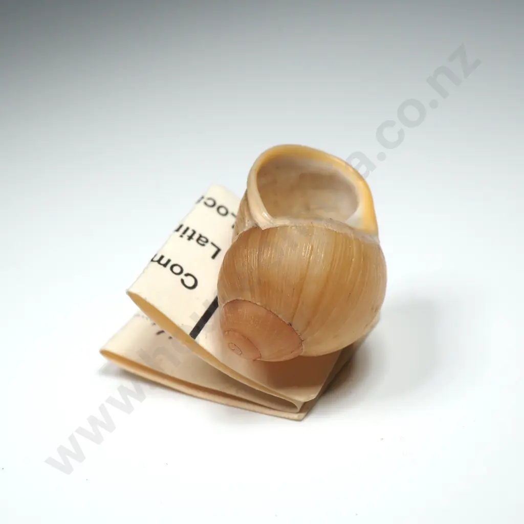 Collection of Eleven Snail Shells & One  Pila Ampullaria Shell Image 1++