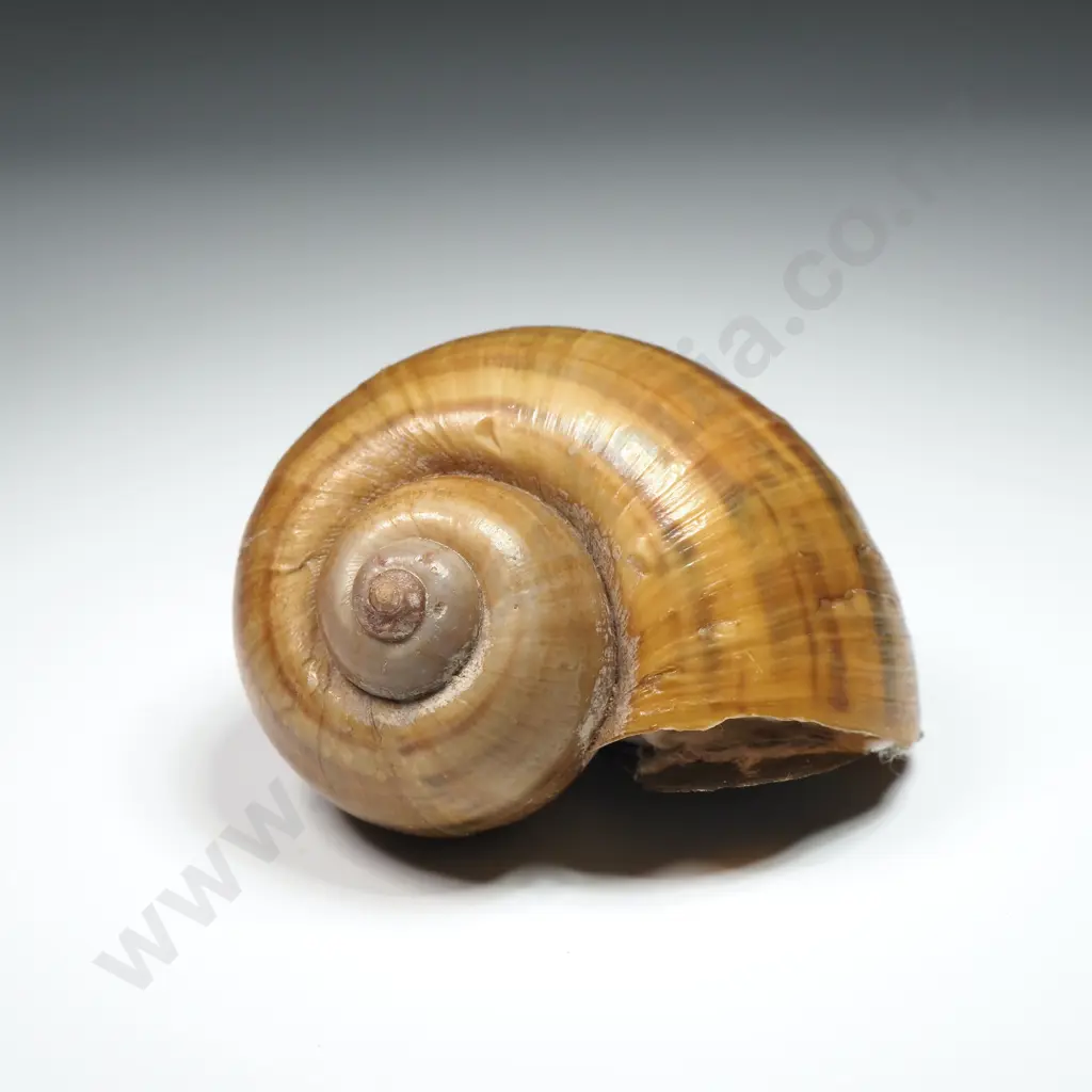 Collection of Eleven Snail Shells & One  Pila Ampullaria Shell Image 1++
