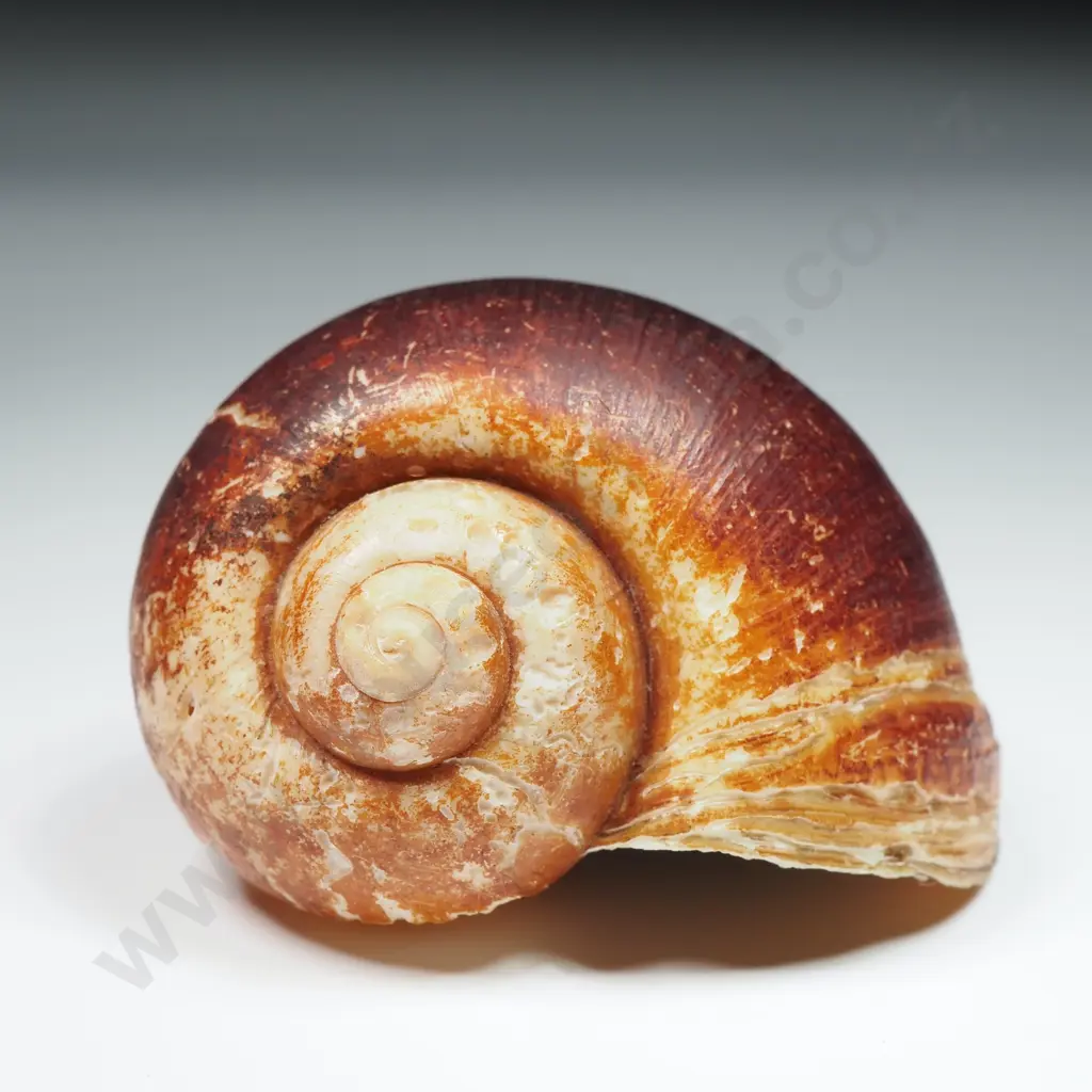 Collection of Eleven Snail Shells & One  Pila Ampullaria Shell Image 1++