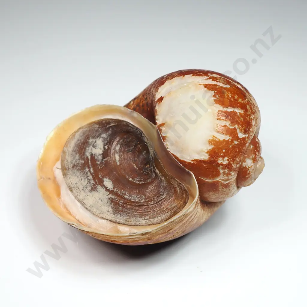 Collection of Eleven Snail Shells & One  Pila Ampullaria Shell Image 1++
