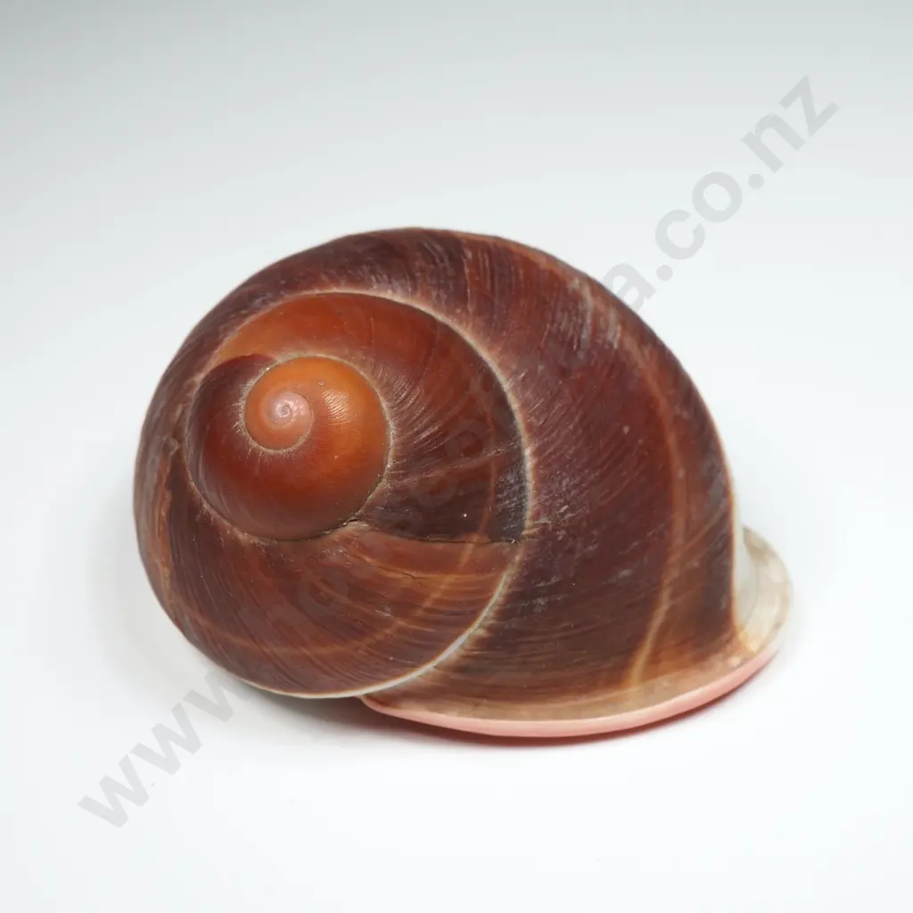 Collection of Eleven Snail Shells & One  Pila Ampullaria Shell Image 1++