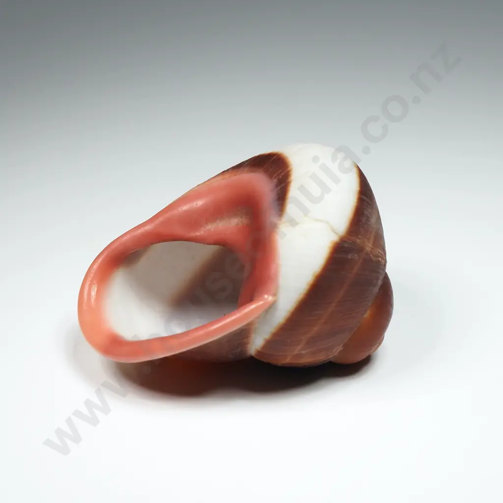 Collection of Eleven Snail Shells & One  Pila Ampullaria Shell Image 1++