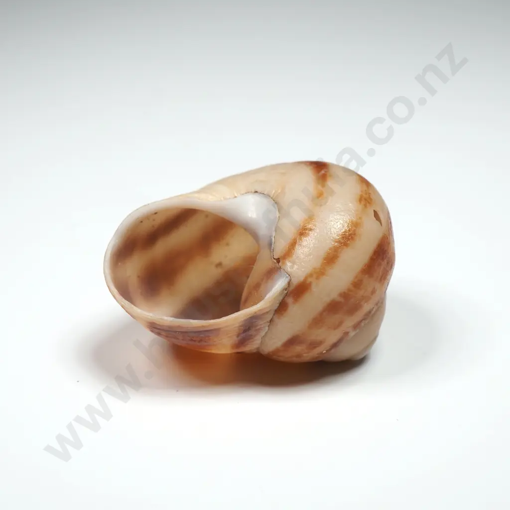 Collection of Eleven Snail Shells & One  Pila Ampullaria Shell Image 1++