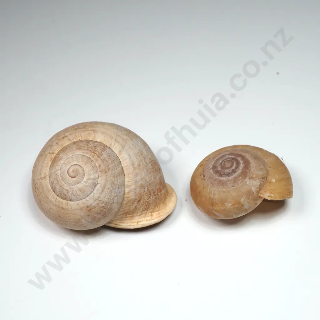 Collection of Eleven Snail Shells & One  Pila Ampullaria Shell Image 1++