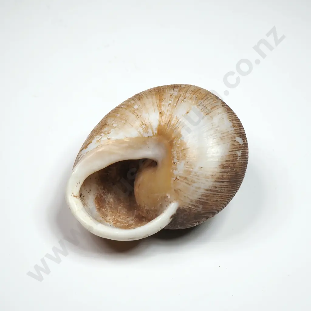 Collection of Eleven Snail Shells & One  Pila Ampullaria Shell Image 1++