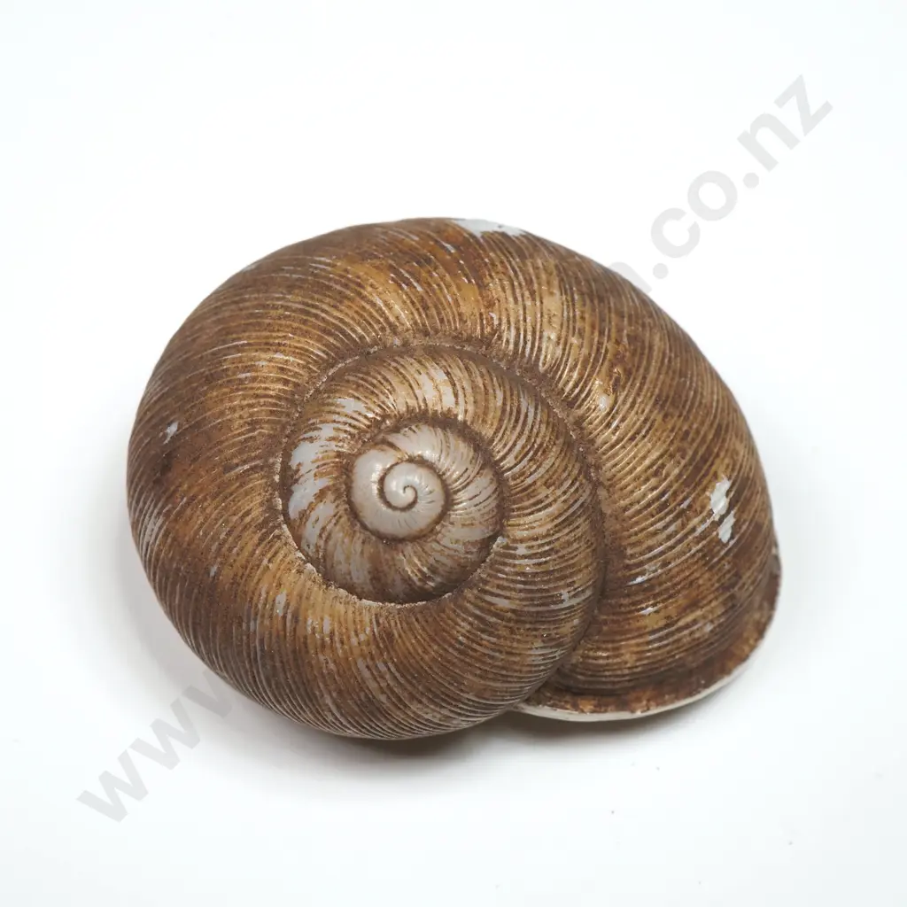 Collection of Eleven Snail Shells & One  Pila Ampullaria Shell Image 1++