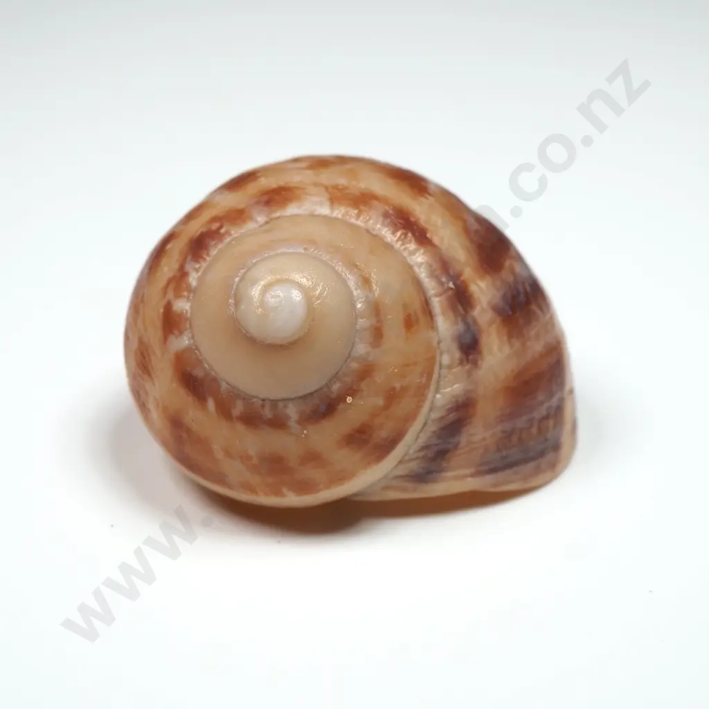 Collection of Eleven Snail Shells & One  Pila Ampullaria Shell Image 1++