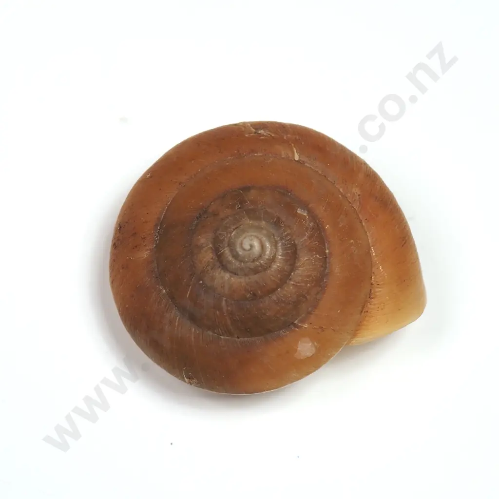 Collection of Eleven Snail Shells & One  Pila Ampullaria Shell Image 1++