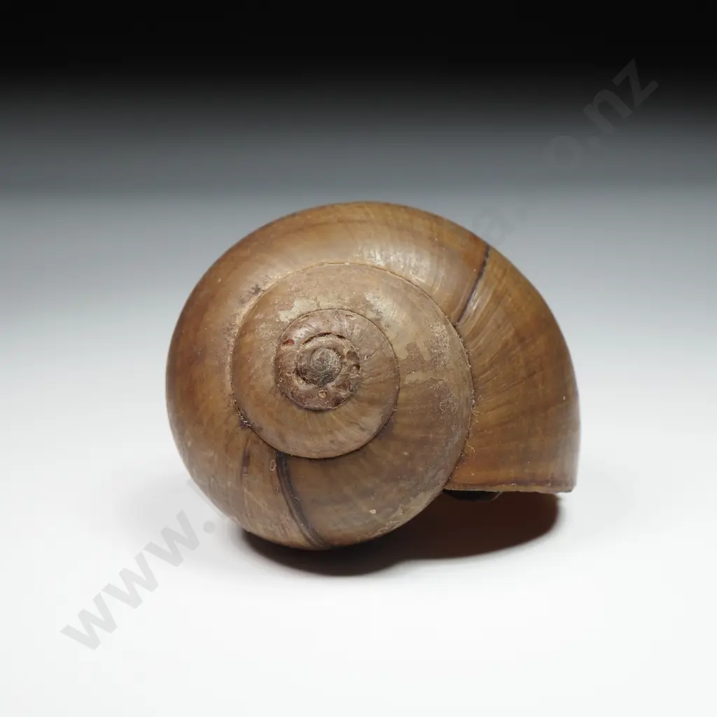 Collection of Eleven Snail Shells & One  Pila Ampullaria Shell Image 1++