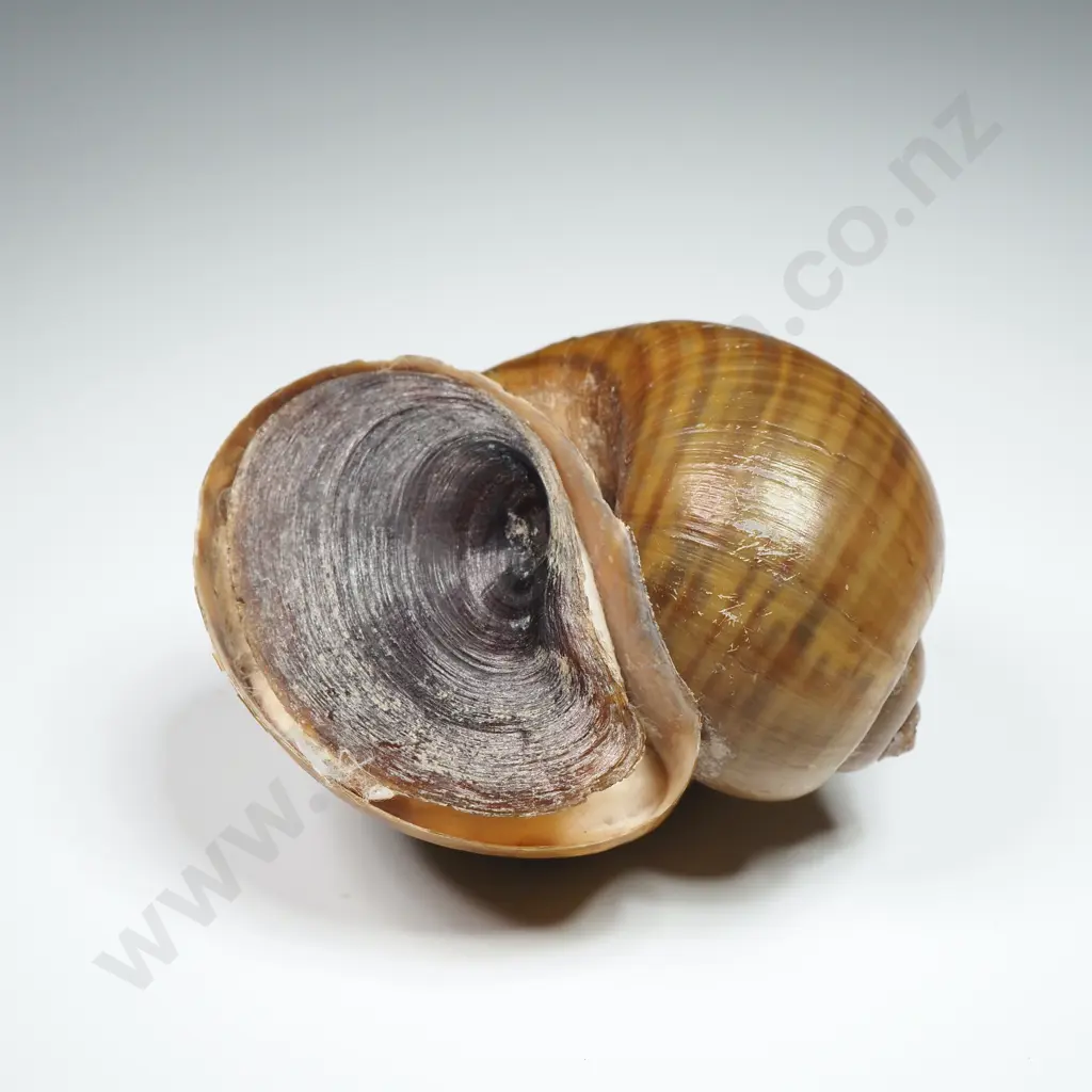 Collection of Eleven Snail Shells & One  Pila Ampullaria Shell Image 1++