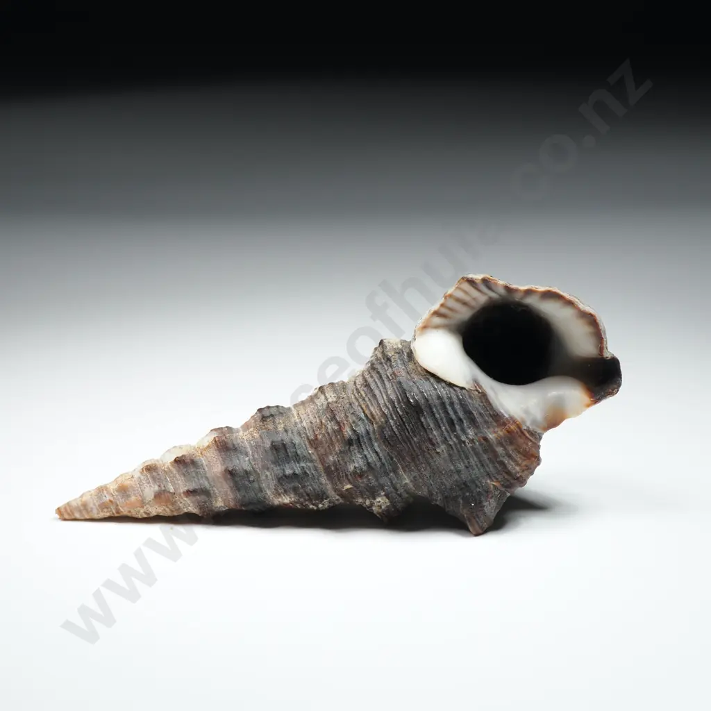 Collection of Fifteen Shells - Conical, Gastropod & Welk Image 1++