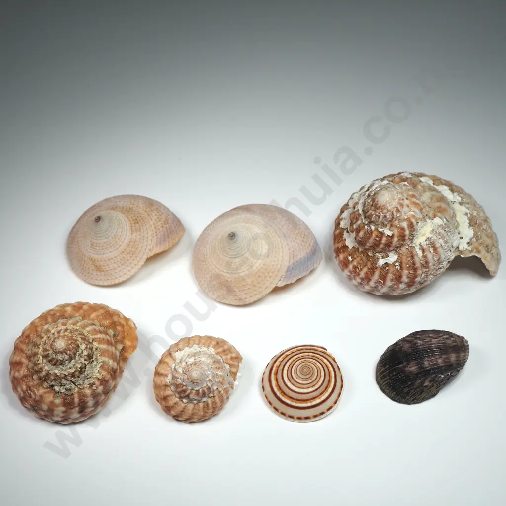 Collection of Fifteen Shells - Conical, Gastropod & Welk Image 1++