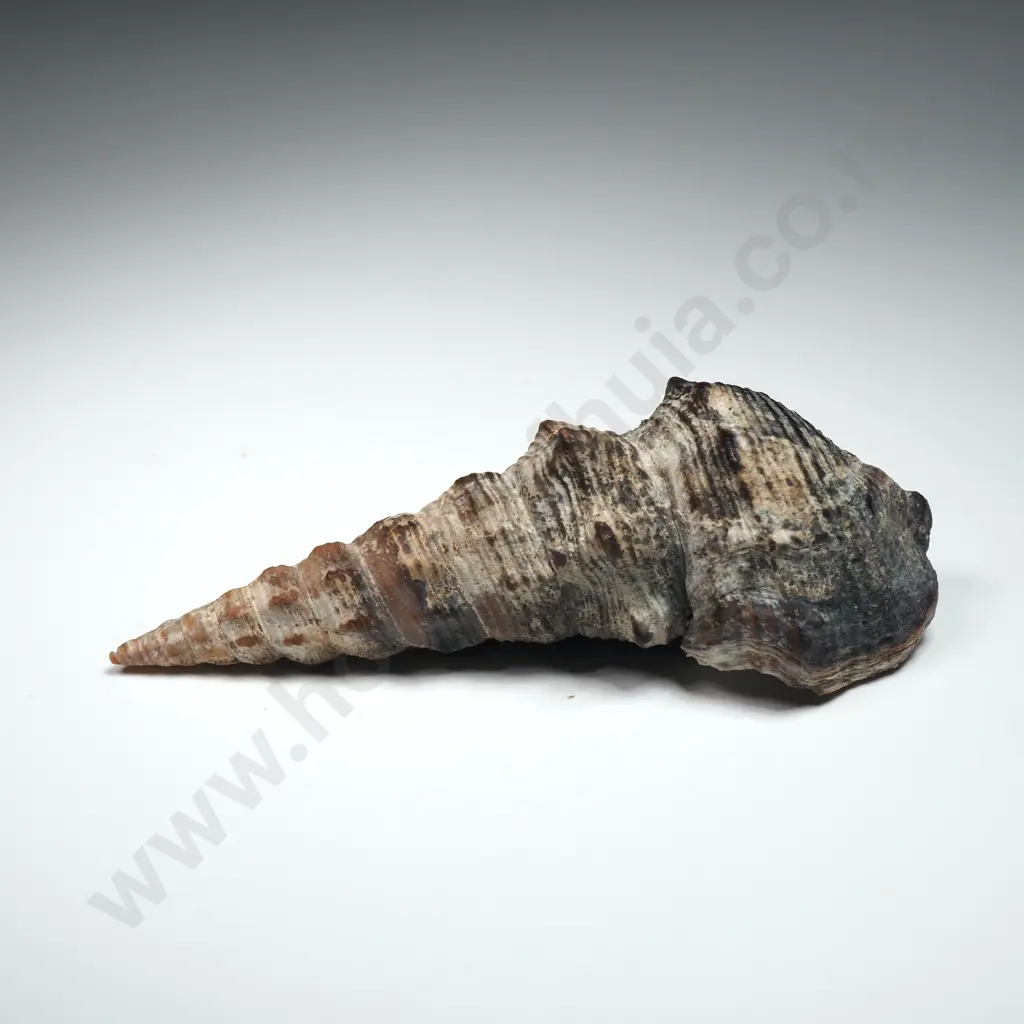 Collection of Fifteen Shells - Conical, Gastropod & Welk Image 1++