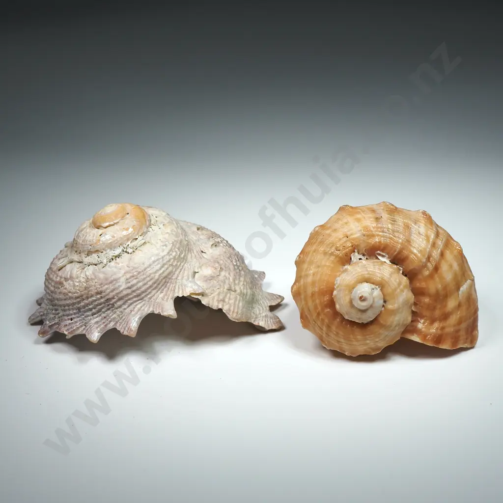 Collection of Fifteen Shells - Conical, Gastropod & Welk Image 1++