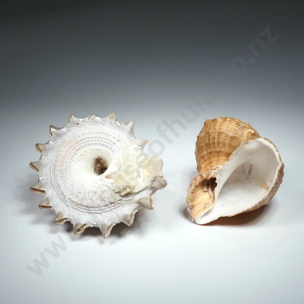 Collection of Fifteen Shells - Conical, Gastropod & Welk Image 1++
