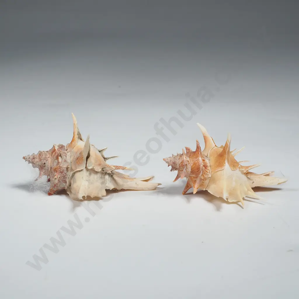 2 x Spiny Murex Shell, 45 - 45mm Image 1++