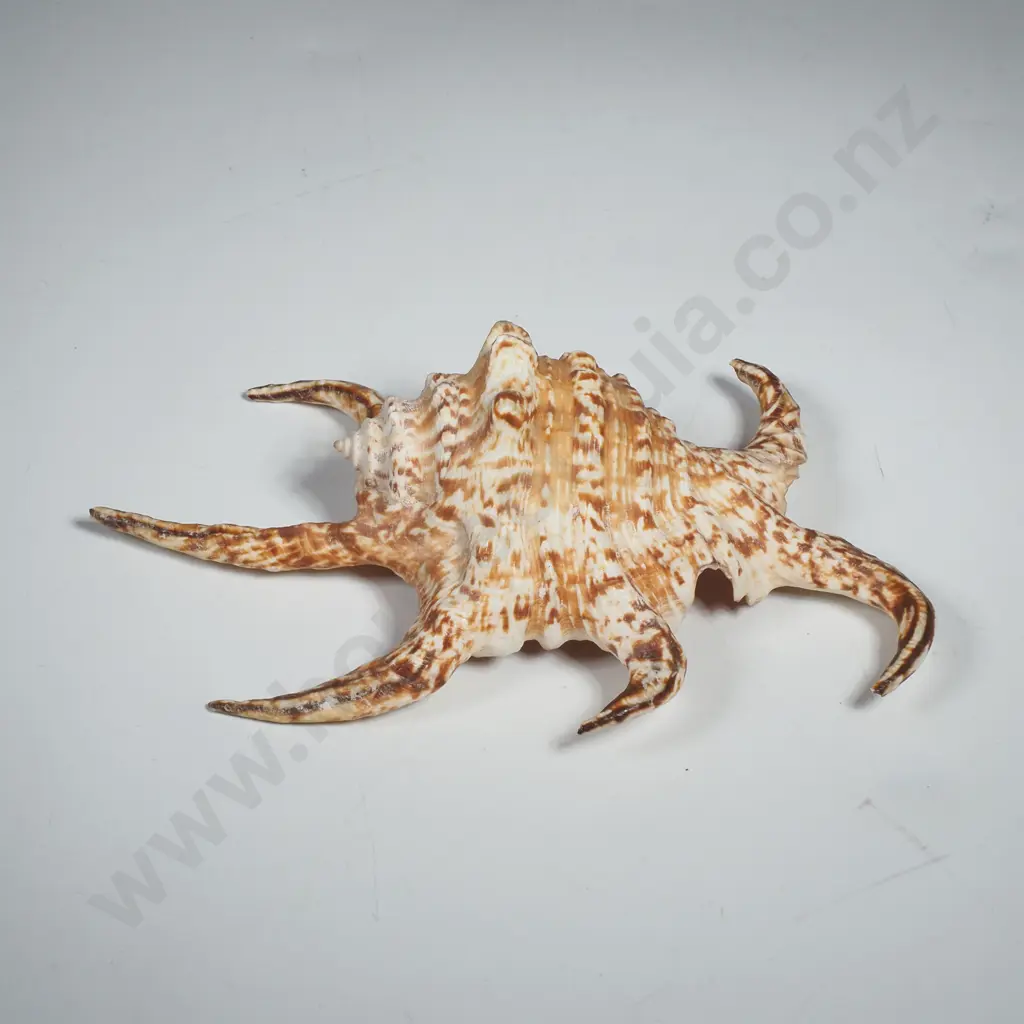 Chiragra Spider Conch Shell Image 1++