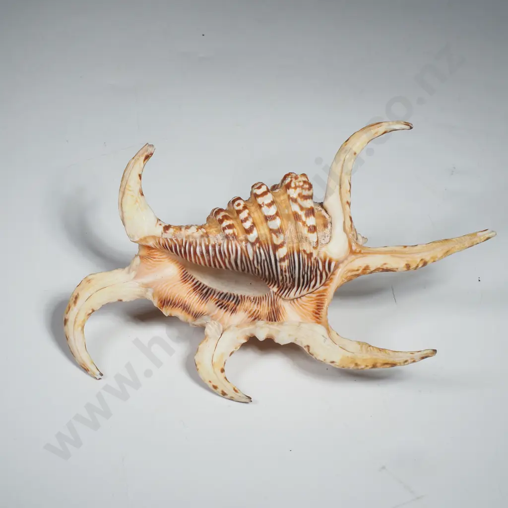 Chiragra Spider Conch Shell Image 1++