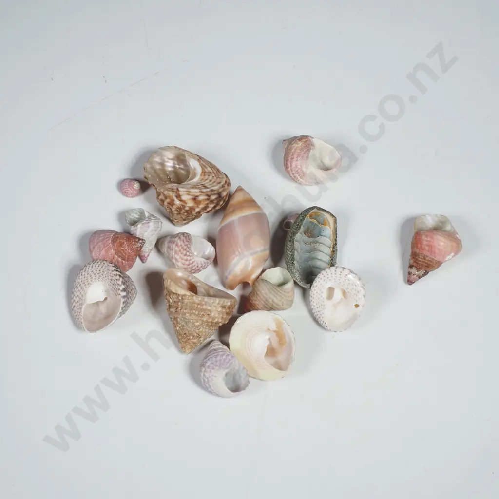 Assorted Small Seashells Image 1++