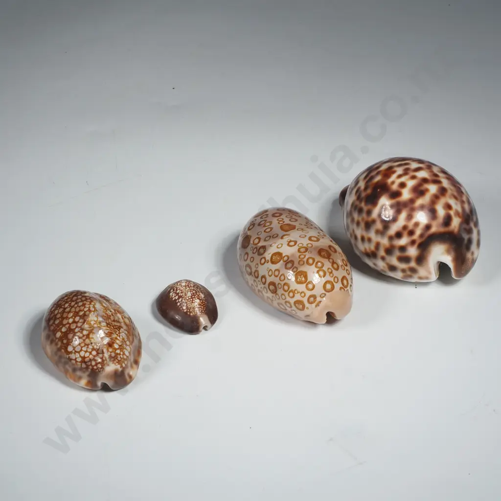 4 x Cowrie Shells Image 1++