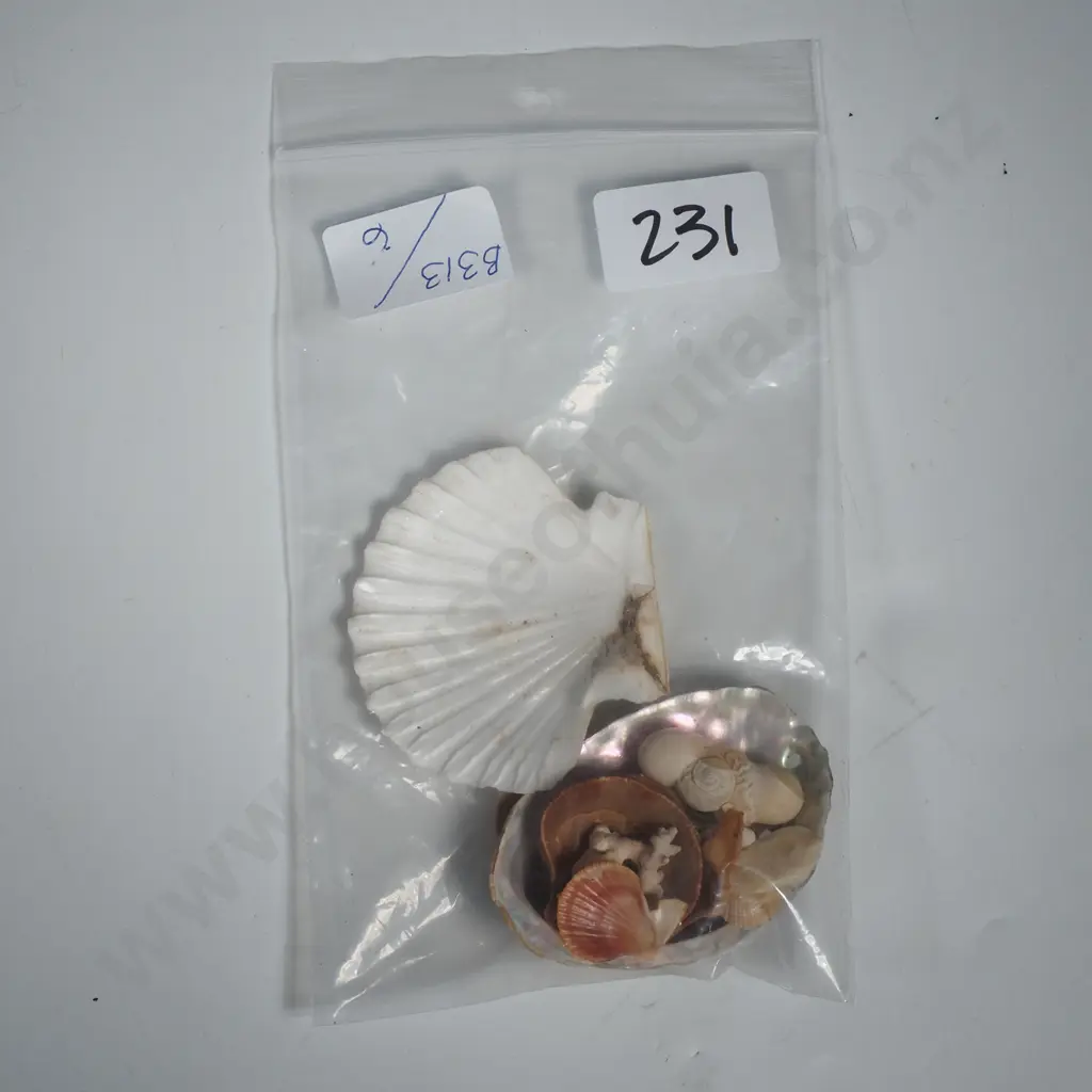 Assorted Shells Image 1++