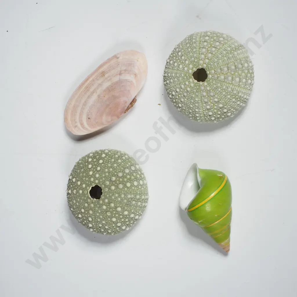 Manus Island Tree Snail Shell w others Image 1++