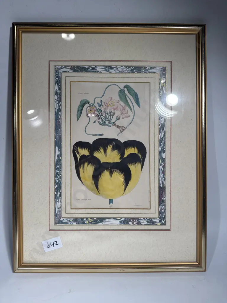 Framed Antique Botanical Engraving of a' Royal Sovereign Tulip from the Floricultural Cabinet & Florist's Magazine, 1834 Image 1++