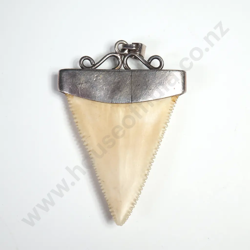 Sterling Silver Capped Sharks Tooth Pendant Image 1++