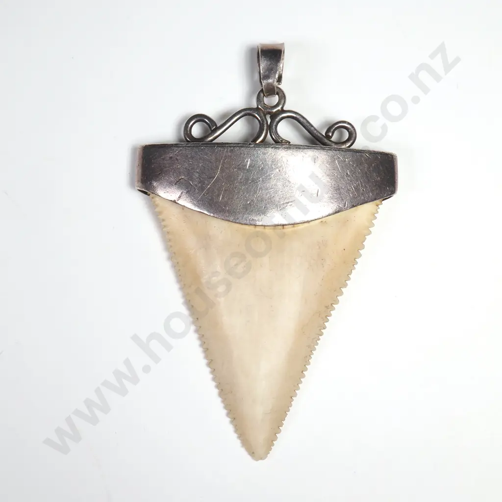 Sterling Silver Capped Sharks Tooth Pendant Image 1++