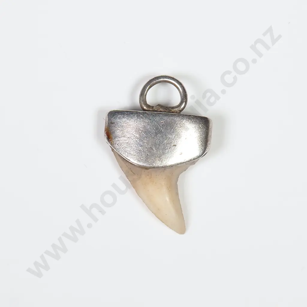 Sterling Silver Capped Shark Tooth Pendant Image 1++