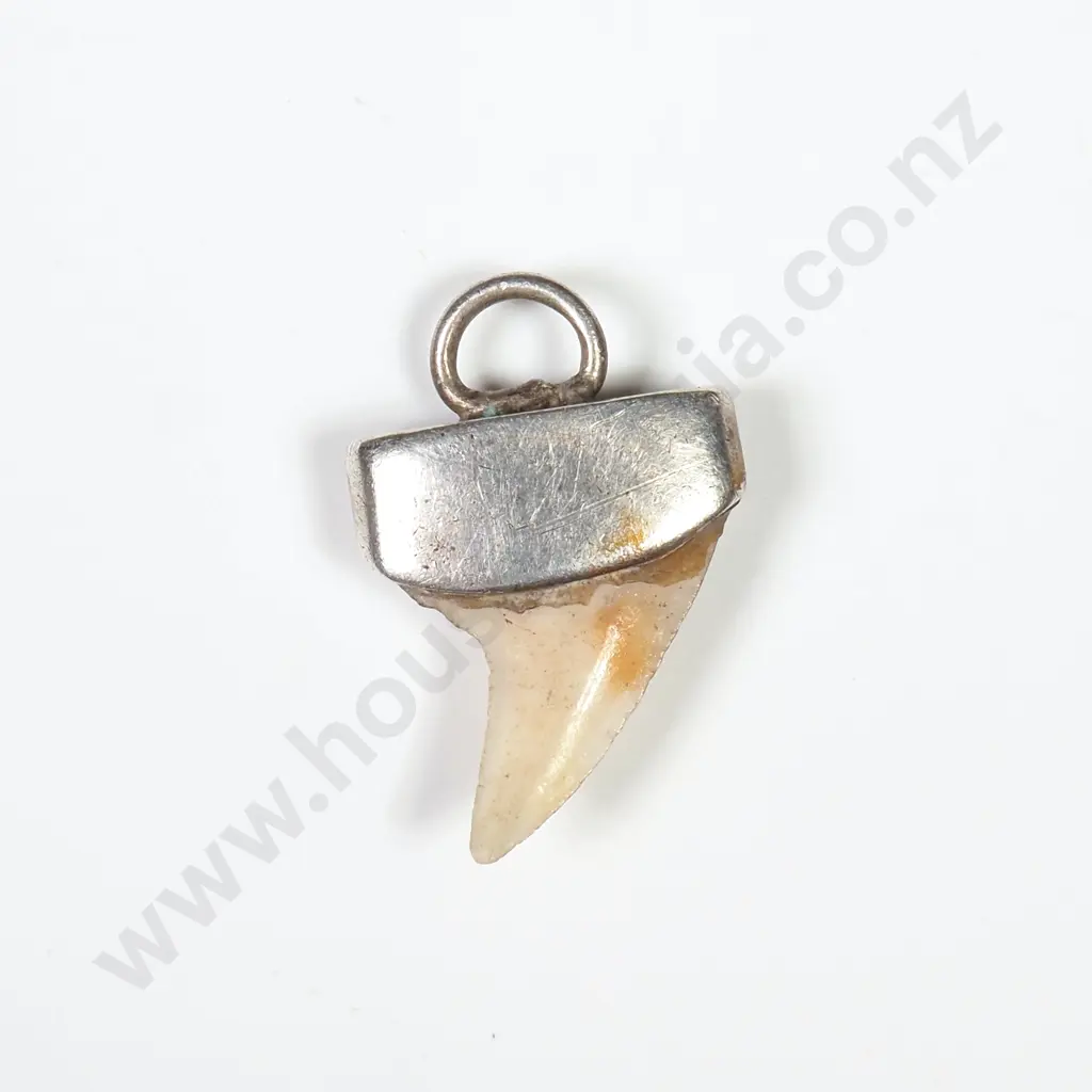 Sterling Silver Capped Shark Tooth Pendant Image 1++