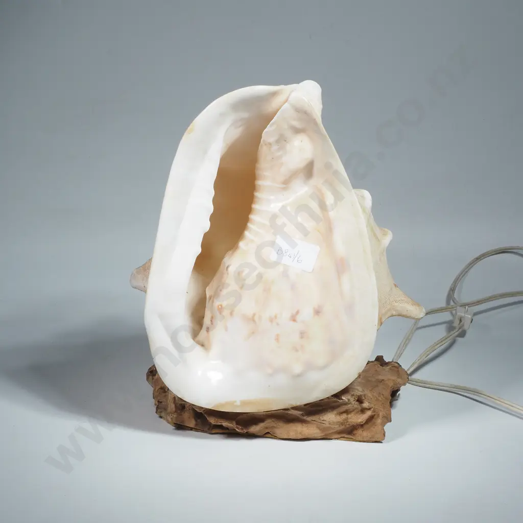 Large Horned Helmet Shell Lamp on a Driftwood Base Image 1++