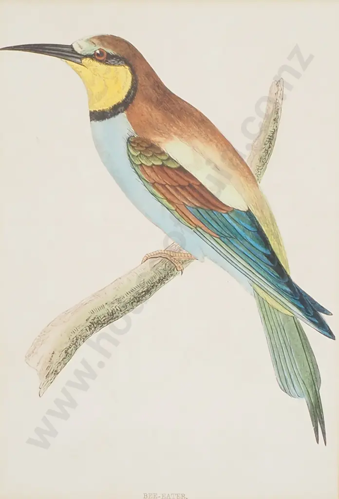 Antique Hand Coloured Print of a Bee-Eater Image 1++