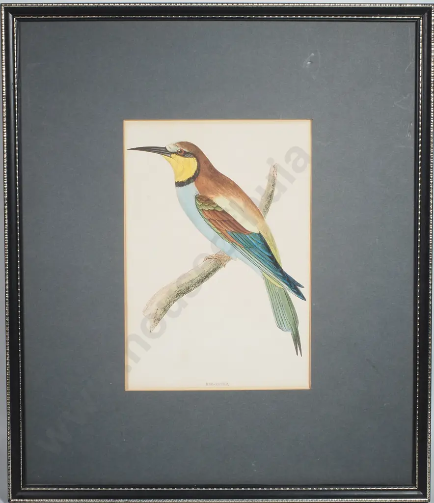 Antique Hand Coloured Print of a Bee-Eater Image 1++
