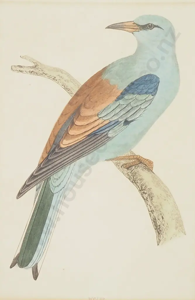 Antique Hand Coloured Print of a Roller Image 1++