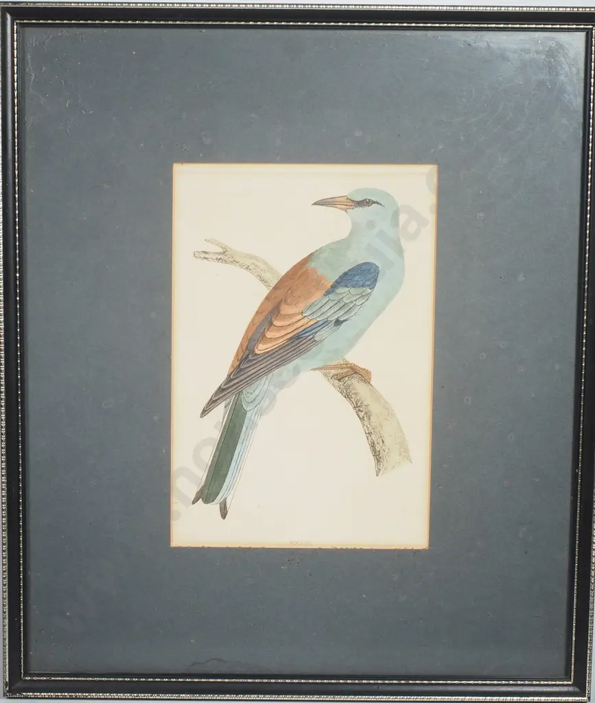 Antique Hand Coloured Print of a Roller Image 1++