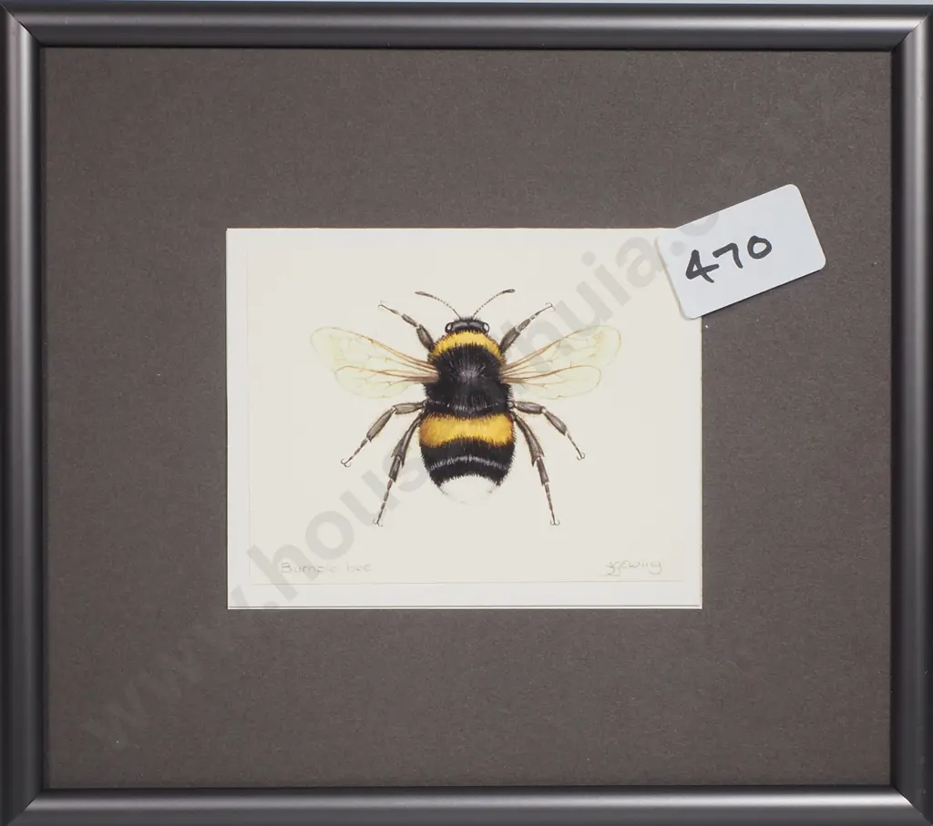 JG Ewing - a White Tailed Bumble Bee, Print Image 1++
