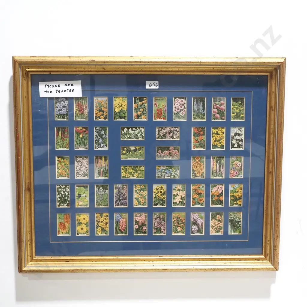 Framed Collection of Vintage Gallaher 'Garden Flowers' Cigarette Cards On a Blue Matting Image 1++