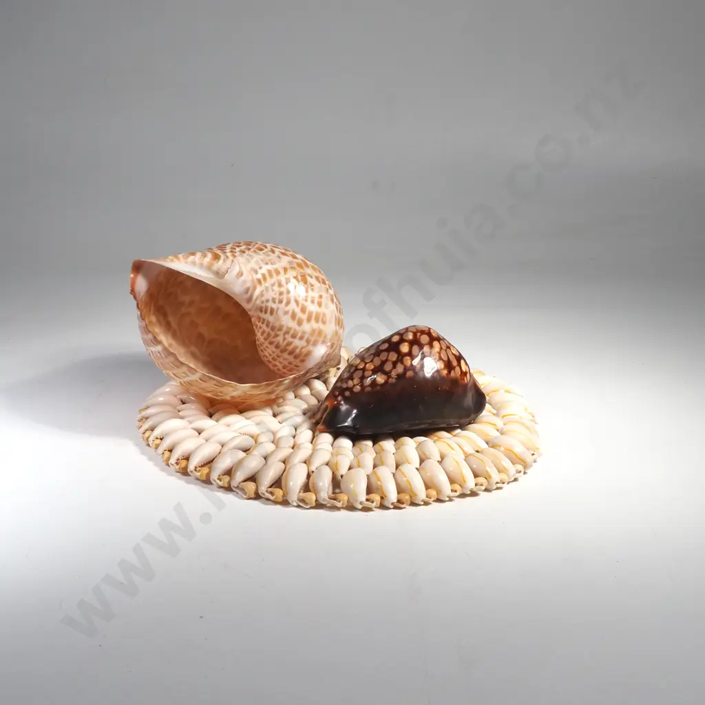 Cowie Shell Pot Stand & a Cowie Shell & a Partridge Tun Shell Image 1++