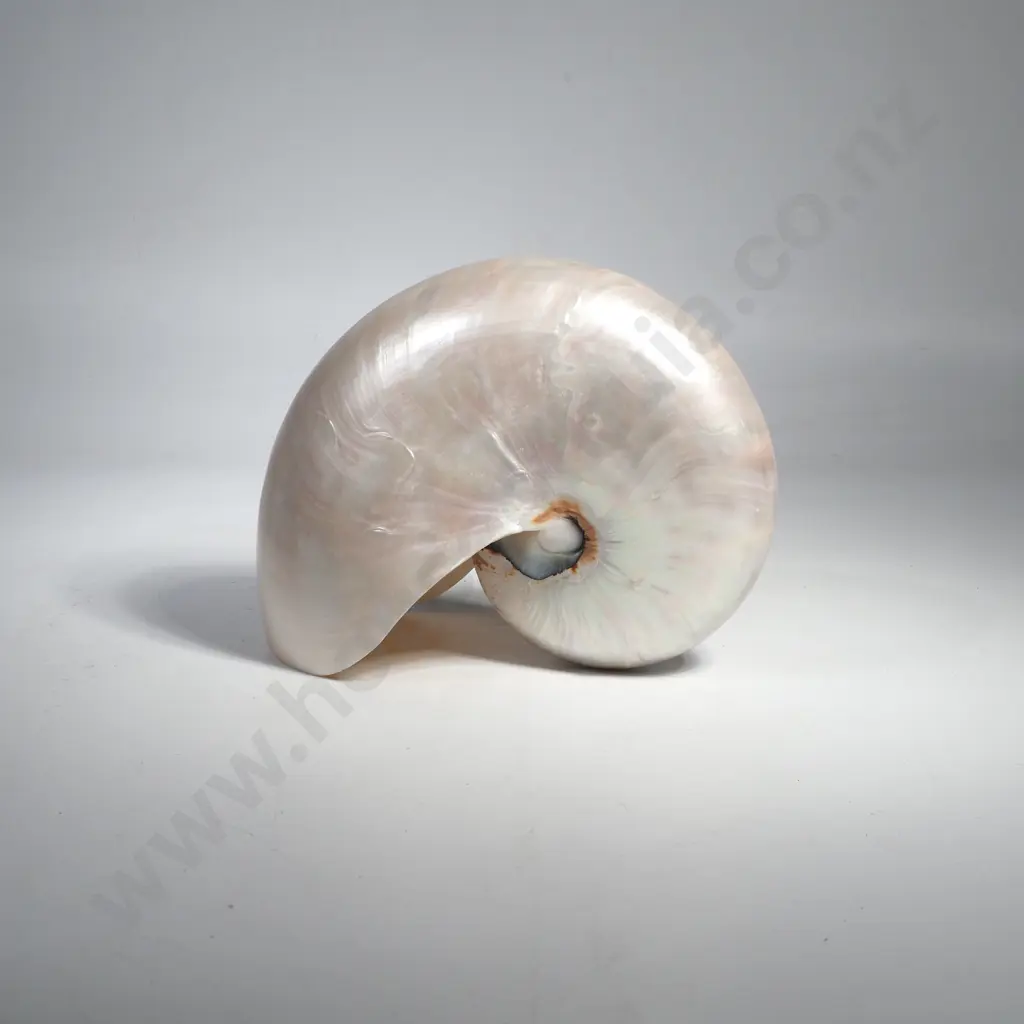 Large Polished Nautilus Shell Image 1++