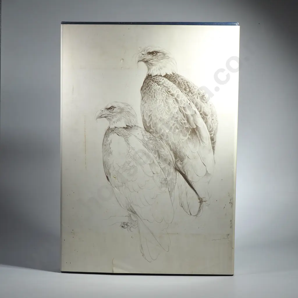 Studies & Sketches of a Bird Painter Ching, Raymond, Paintings, Drawings and Text By, Additional Text By Errol Fuller Image 1++