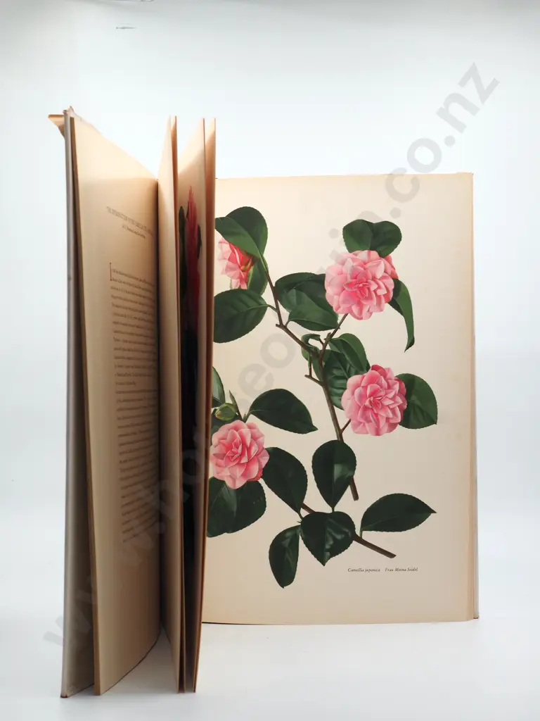 The Camelia : The Leslie Urquhart Press - Very Large Book Image 1++